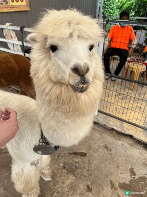 親子好去處嘅地方梗係要去戶外，而我就會推介去本土嘅菠蘿園，佢