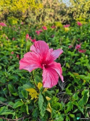 北上去深圳灣萬象城外，其實不坊去埋旁邊的人才公園，望望花草，