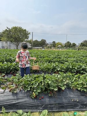錦田鄉村俱樂部餵動物，摘士多啤梨，親親大自然，仲可以BBQ，