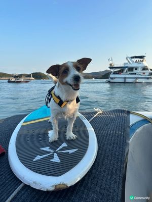 西貢夏天出海玩水上活動好消暑
MegaBox寵物友善商場節日