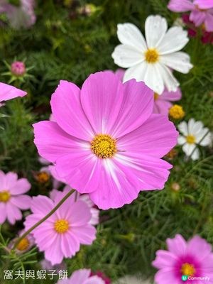 香港好去處 | 賞花 | 2026維園花展(3) | 大波斯菊