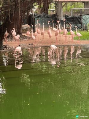 九龍公園算是不錯既地點！園內紅鶴值得去看看的打卡點！
Ch