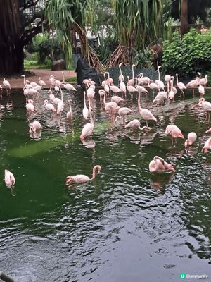 以上圖片位於尖沙咀九龍公園拍攝，打卡一流，適合觀鳥，同影相，