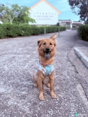港Moon周圍遊 
西貢綠洲！去獅子會親親大自然 🌿🐶
