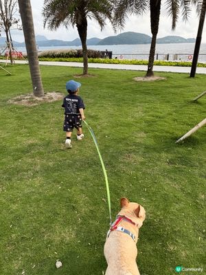數碼港海濱公園：人寵放電天花板
想搵個地方同狗狗瘋狂奔跑？數