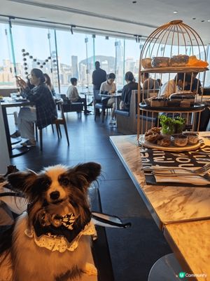 又去左食港女afternoon tea🫖🐶

比靚靚海景
