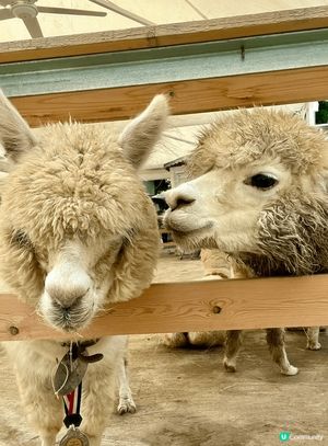 田野、花園、小動物、水上觀光艇......愜意恬淡的田園風光