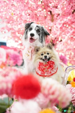 新城市廣場唔單止有pet friendly 餐廳，仲有靚靚新