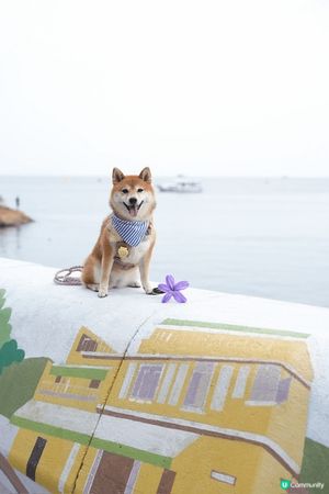 早幾日碌ig見到個廣告幾吸引～
原來赤柱有個勁正既活動٩(˃