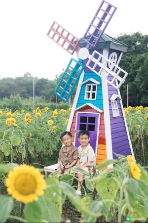 這是元朗新田的信芯園 有一大片的向日葵花田 非常美麗 適合情