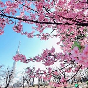 賞櫻漫步賞到晴空塔！🌸✨睇櫻花季節