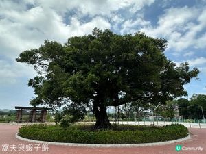 香港好去處 | 賞花 | 塱原自然生態公園 | 荷花 (上)