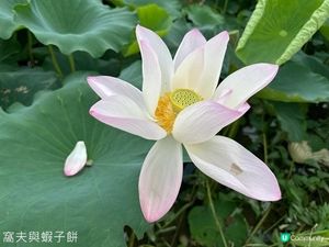 香港好去處 | 賞花 | 塱原自然生態公園 | 荷花 (下)