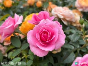 香港好去處 | 賞花 | 2026維園花展(5) | 玫瑰