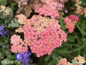 香港好去處 | 賞花 | 2026維園花展(6) | 百花齊放