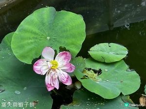 香港好去處 | 賞花 | 夏遊香港公園 | 荷花