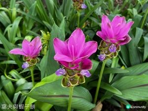 香港好去處 | 賞花 | 夏遊天水圍公園 | 風雨蘭