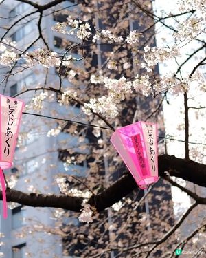 東京賞櫻🌸必去！中目黑目黑川🌸