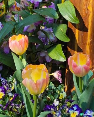 仙湖花海🌷📸 看盡郁金香🌸