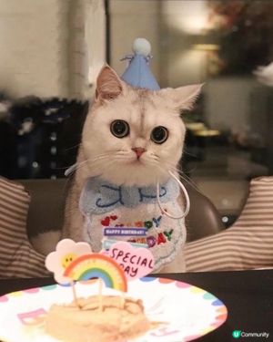 🎂 Birthday cat 😸