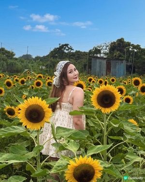 向日葵靚到癲！🌻🌻🌻