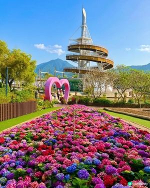 春季賞花熱點-大埔海濱公園