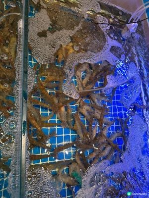 活蝦泰式火鍋🍲🩷