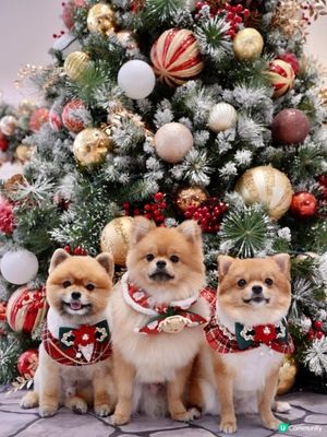 豬家25年聖誕打卡第二彈