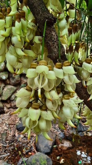 【烏蛟騰至鹿頸行山篇】樹屋、禾雀花、吊燈籠、竹林