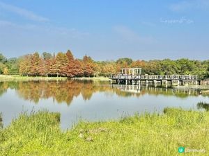 香港濕地公園紅葉📸落羽松❤️🧡💛💚💙