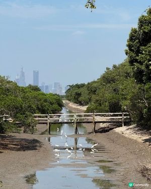 濕地綠肺，觀鳥勝地！🍃🐦