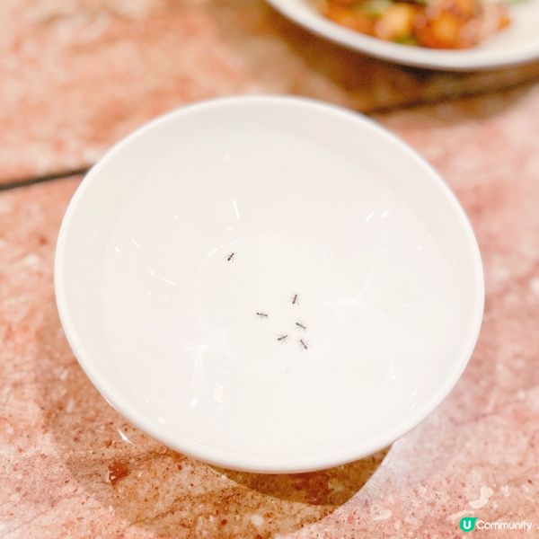 【打卡飲茶食乳鴿😋】