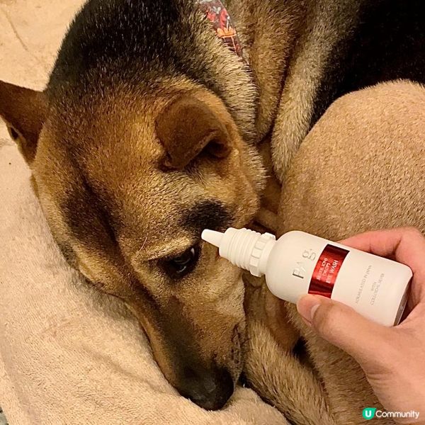 我家的毛小孩平常活潑好動，不管是在家或是外出，難保不會有意外...