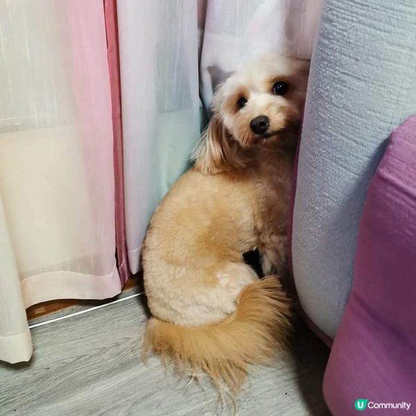 🍭：我叫波板糖妹妹，但人人都叫我做趣怪妹妹。。