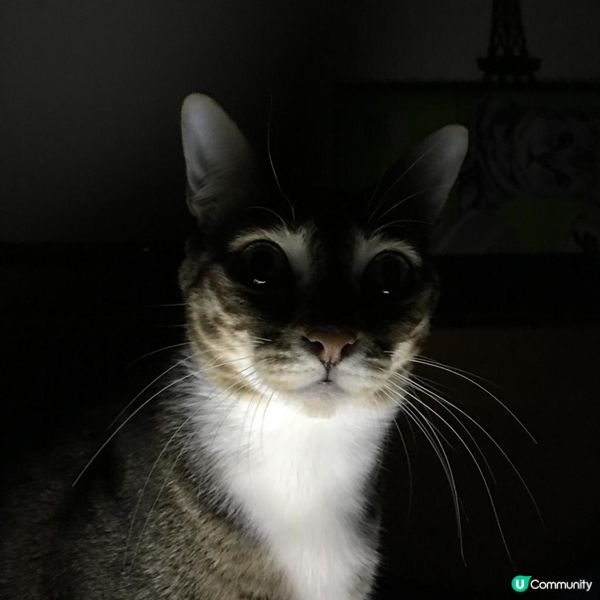 驅魔貓，扮鬼扮馬我在行，先來個驚嚇樣，妖魔鬼怪行埋一邊