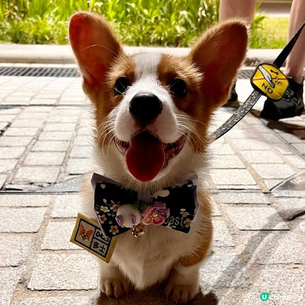 去挽梗係比個招牌笑容冧爆你哋🐶💖🍞