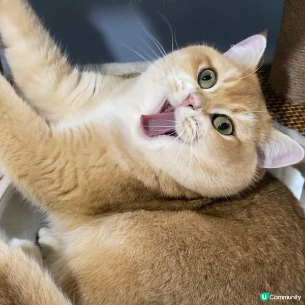 星期六緊係要訓到黃朝百晏啦！😴打個大喊路先 #寵物老大