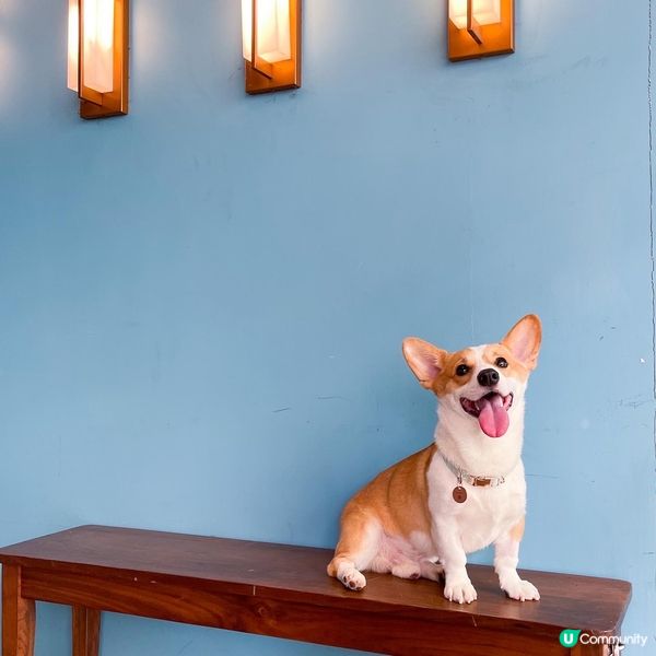 大家好～ 我叫guru❤️ 我最鍾意出街街玩同埋食零食 😋 ...