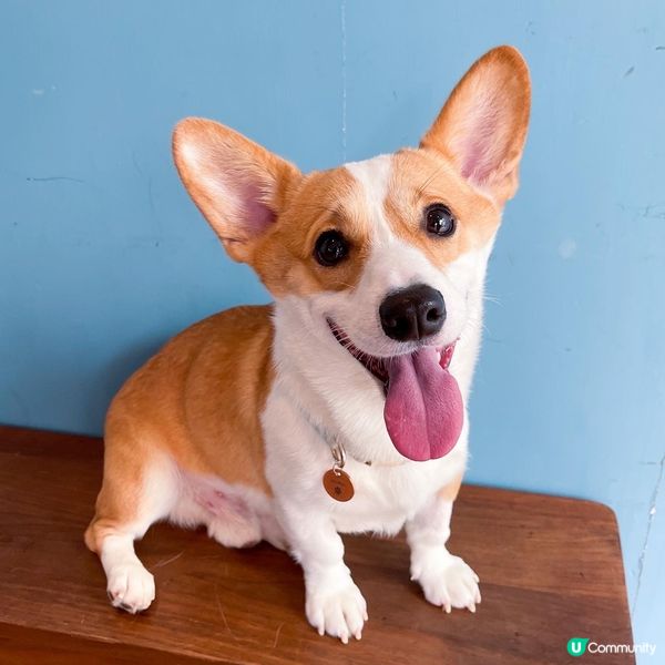 做model 影靚相真係唔容易啊 🥵 流哂口水除左因為天氣熱...