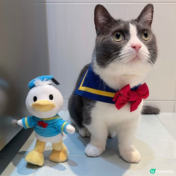 Donald跟我嚟, 大佬請你食鴨肉罐罐 