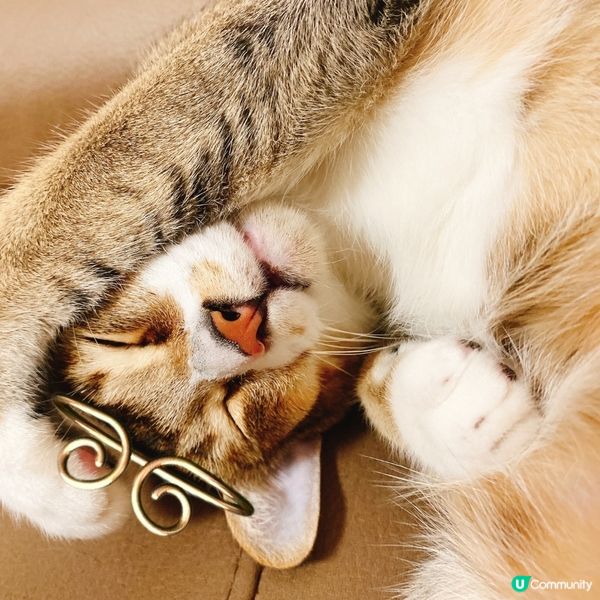 西遊記系列二：齊天大聖🐒