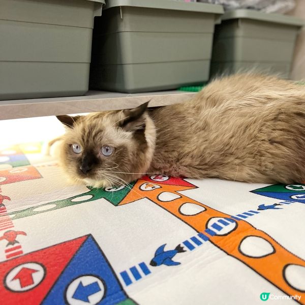 我要做飛行棋上面粒棋！