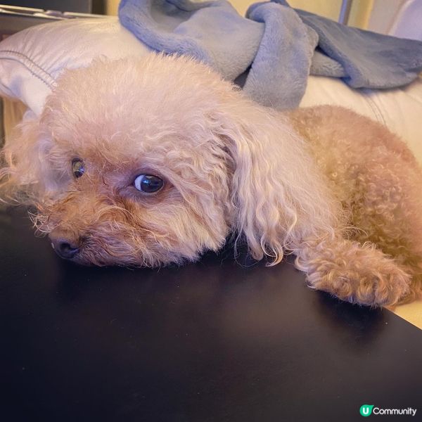 下雨天，總掛念從前。。。幾時可以再出去玩樂🥲🐶。悶悶呀 #寵...