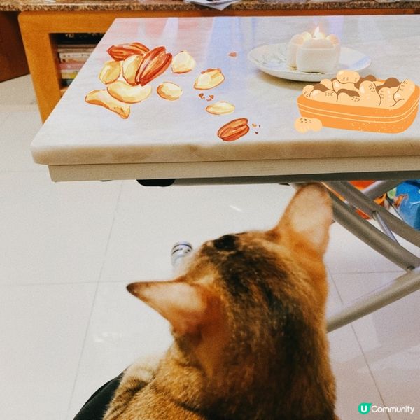 好戲開鑼 🔔 食住花生等睇戲啦🥜🎬點埋寵物專用香薰夠晒chi...