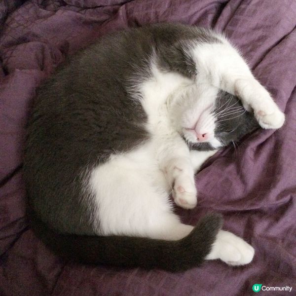 Goodnight my Fluffy Furry Frie...