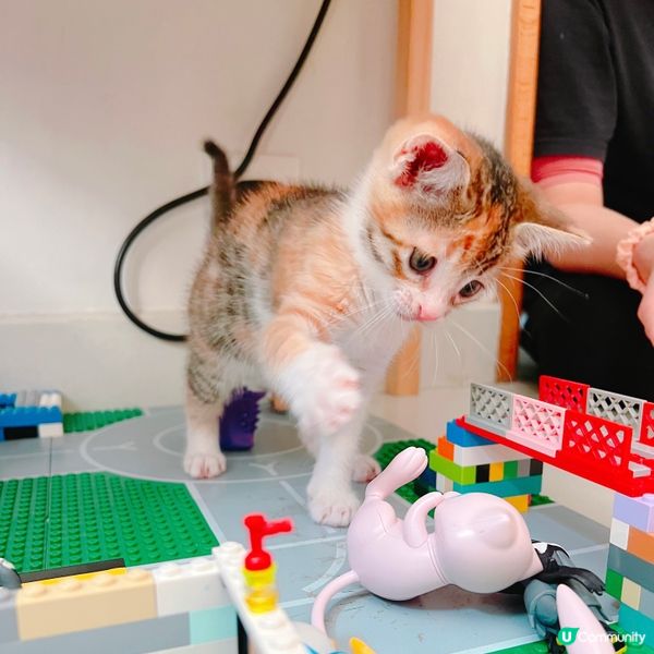 哼～咩寵物小精靈我聽都未聽過～我係角落生物啊～