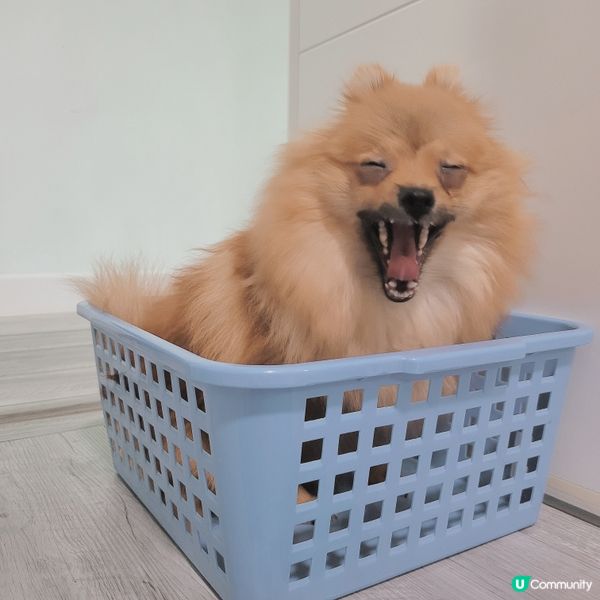 又係比mama玩殘系列🤦🏼‍♀️