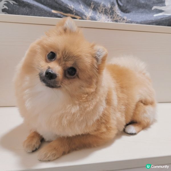 珍珠の師奶殺手必殺技🌟