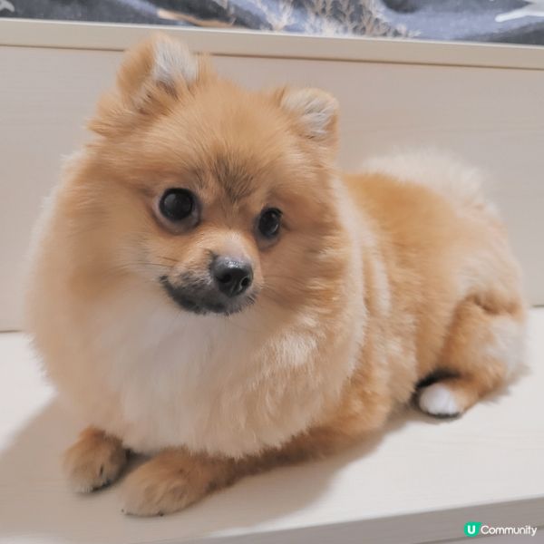 珍珠の師奶殺手必殺技🌟