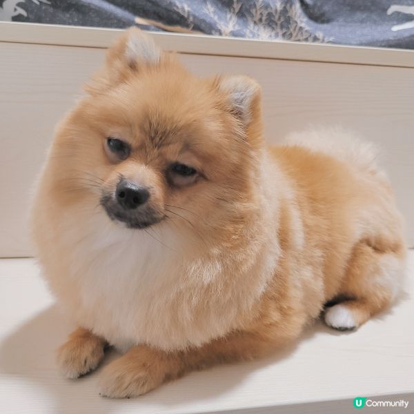 珍珠の師奶殺手必殺技🌟